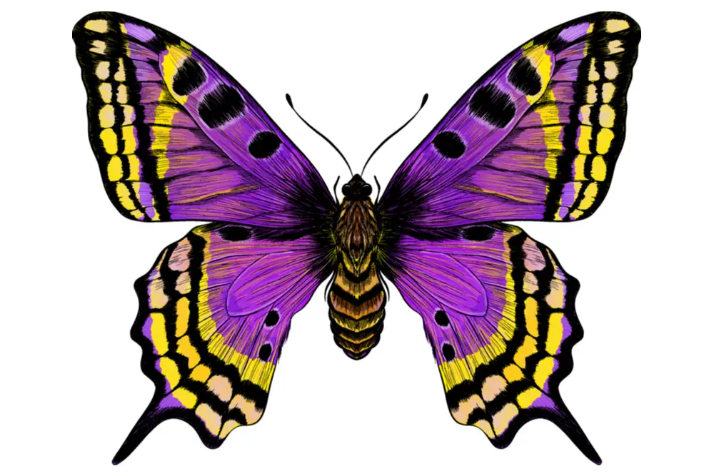 What Do Butterfly Tattoos Symbolize?